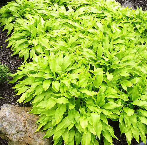 Friends Hosta Plants online shopping