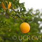 Troyer Citrange Trifoliate Hybrid Budwood citrus plant material online shopping