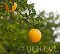 Troyer Citrange Trifoliate Hybrid Budwood citrus plant material online shopping