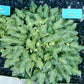 Tot Tot Hosta Plants online shopping