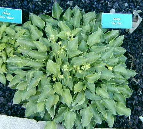 Tot Tot Hosta Plants online shopping