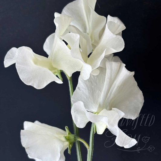 Limelight Sweet Pea seeds online shopping