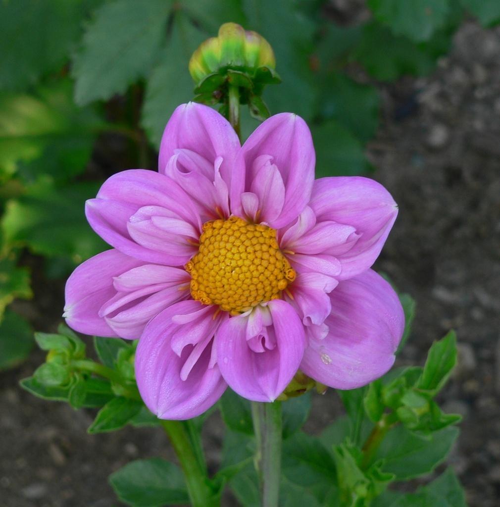 Rosy Wings Dahlia