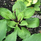 Ruby Earings Hosta Plants online shopping