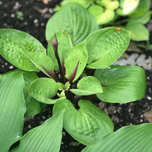 Ruby Earings Hosta Plants online shopping