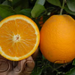 Harward Late Valencia Orange Budwood citrus plant material online shopping