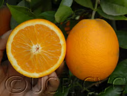 Harward Late Valencia Orange Budwood citrus plant material online shopping