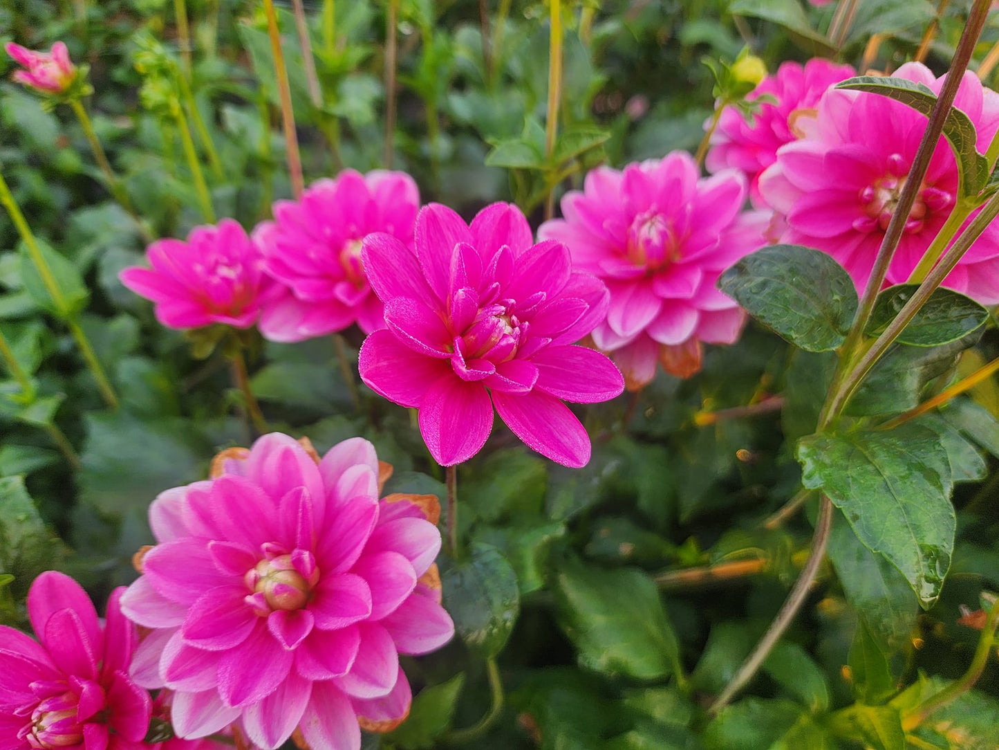 Cutie Patootie Dahlia