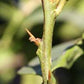 C. Moi Seed citrus plant material online shopping