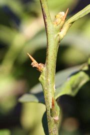 C. Moi Seed citrus plant material online shopping