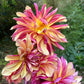 Gitts Crazy Dahlia