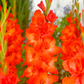Live Oak Gladiolus Corms Plants online shopping