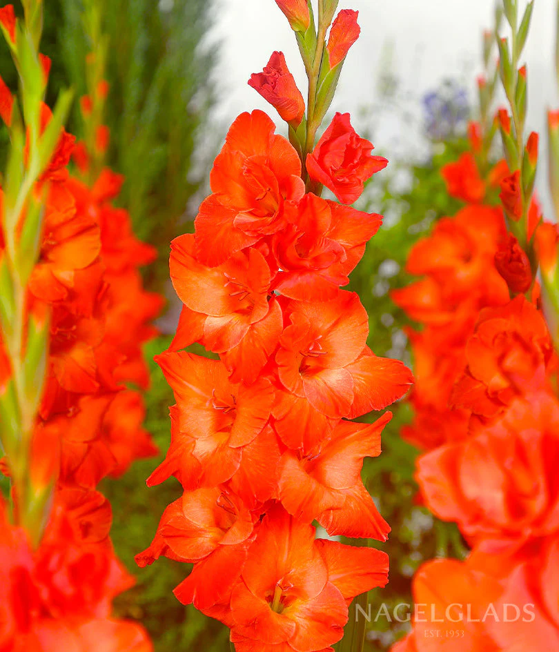 Live Oak Gladiolus Corms Plants online shopping