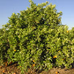 Harward Late Valencia Orange Budwood citrus plant material online shopping