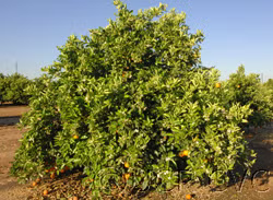 Harward Late Valencia Orange Budwood citrus plant material online shopping