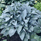 Smoke Signals Hosta Plants online shopping