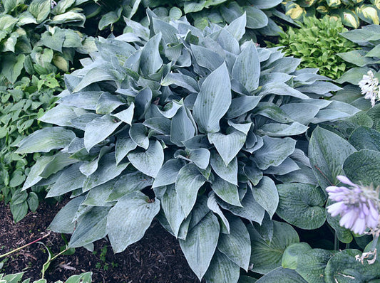 Smoke Signals Hosta Plants online shopping