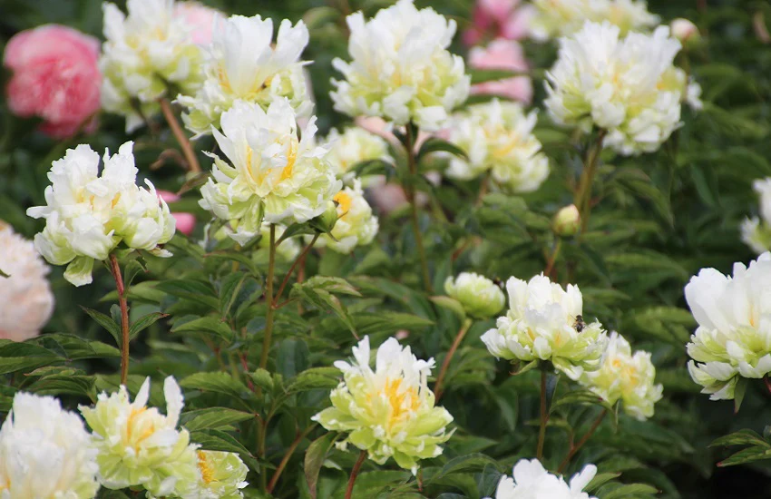 Paeonia Lactiflora Green Halo
