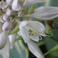 Frosted Dimples Hosta Plants online shopping