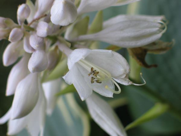 Frosted Dimples Hosta Plants online shopping