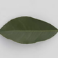 Borneo Red Rangpur Lime Budwood citrus plant material online shopping