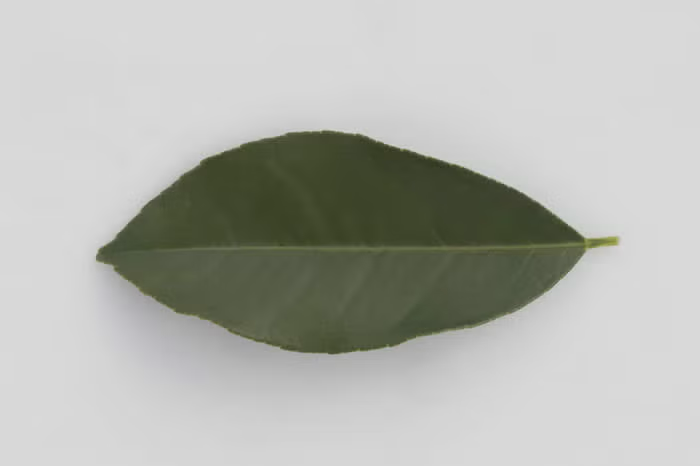 Borneo Red Rangpur Lime Budwood citrus plant material online shopping