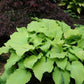 Great Lakes Gold Hosta Plants online shopping