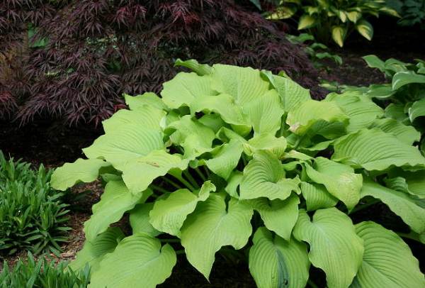 Great Lakes Gold Hosta Plants online shopping