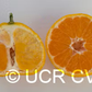 Louisiana Early Satsuma Mandarin Budwood citrus plant material online shopping