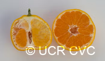 Louisiana Early Satsuma Mandarin Budwood citrus plant material online shopping