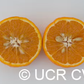 Ortanique Tangor Mandarin Budwood citrus plant material online shopping