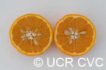 Ortanique Tangor Mandarin Budwood citrus plant material online shopping