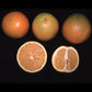 Robertson Navel Orange Budwood citrus plant material online shopping