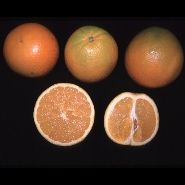 Robertson Navel Orange Budwood citrus plant material online shopping