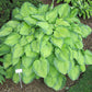 Old Glory Hosta Plants online shopping