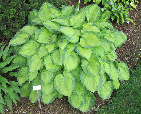 Old Glory Hosta Plants online shopping
