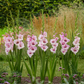 Zamora Gladiolus Corms Plants online shopping