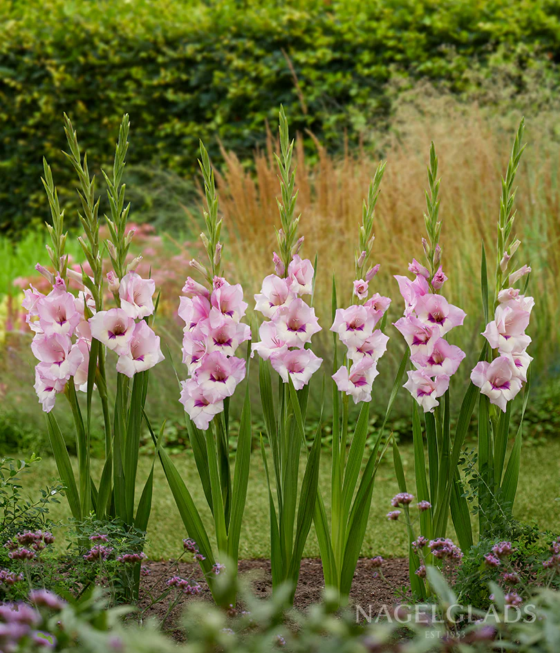 Zamora Gladiolus Corms Plants online shopping