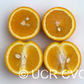 Cadenera Sweet Orange Budwood citrus plant material online shopping