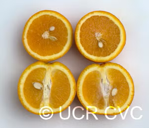 Cadenera Sweet Orange Budwood citrus plant material online shopping