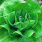 Coastal Star Lettuce