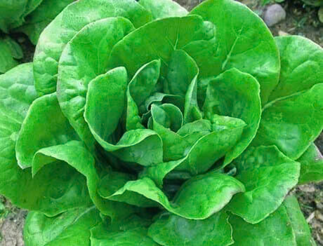 Coastal Star Lettuce