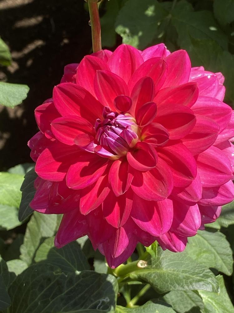 Dazzle Me Dahlia