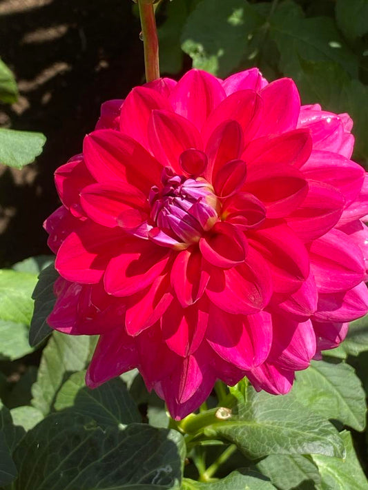 Dazzle Me Dahlia