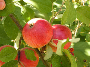 Ribston Pippin Heirloom Apple