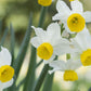 Canaliculatus Narcissus Bulbs