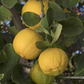 Pomona Sweet Lemon Budwood citrus plant material online shopping