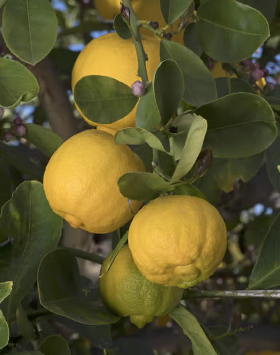 Pomona Sweet Lemon Budwood citrus plant material online shopping