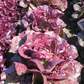 Pomegranate Crunch Lettuce Seeds online shopping