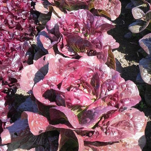 Pomegranate Crunch Lettuce Seeds online shopping